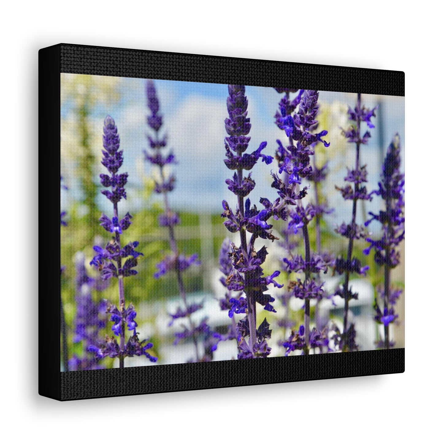 Lavenders Black Canvas Gallery Wraps