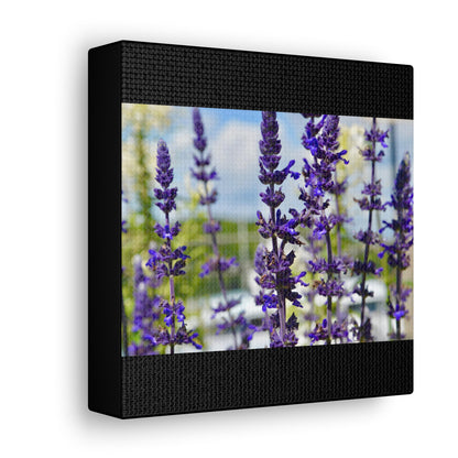 Lavenders Black Canvas Gallery Wraps