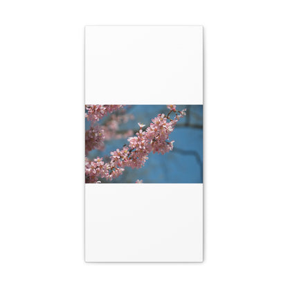 Pink Cherry Blossoms Canvas Gallery Wraps