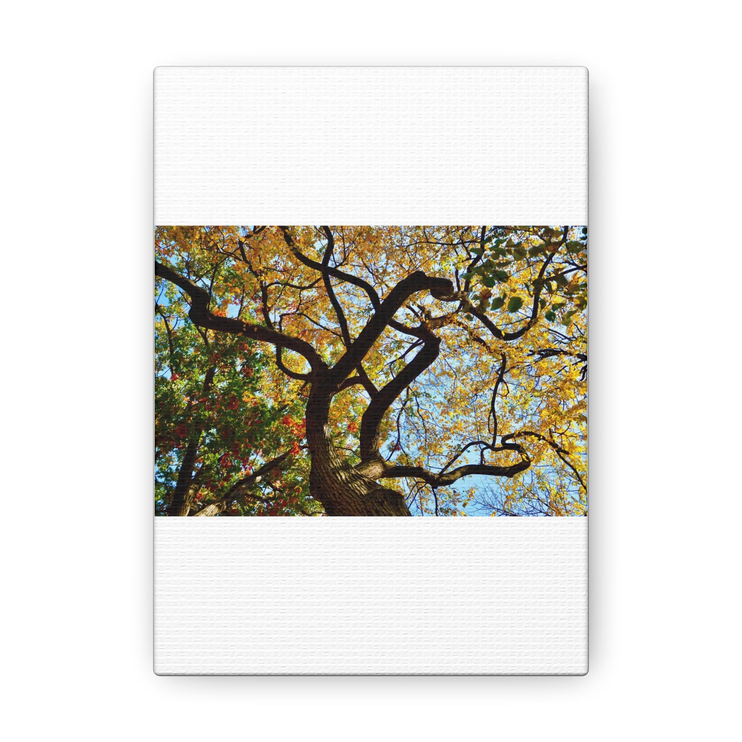 Fall Leaves White Canvas Gallery Wraps