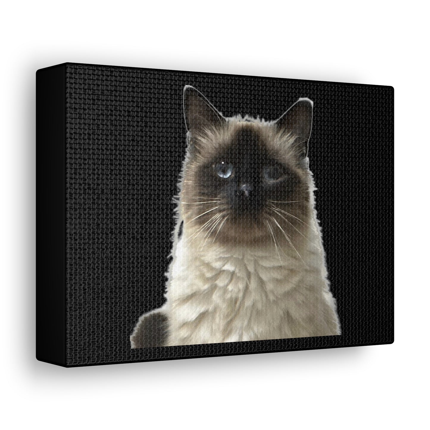 Cat Black Canvas Gallery Wraps