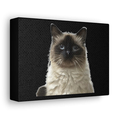 Cat Black Canvas Gallery Wraps