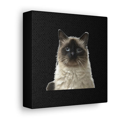 Cat Black Canvas Gallery Wraps