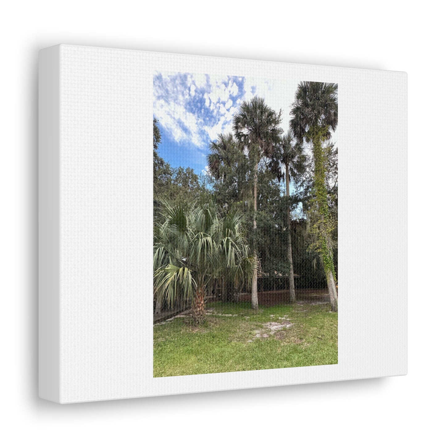 Matiby "Reals" Nature White Canvas Gallery Wraps