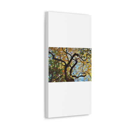 Fall Leaves White Canvas Gallery Wraps