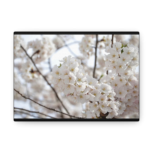 White Cherry Blossoms Black Canvas Gallery Wraps