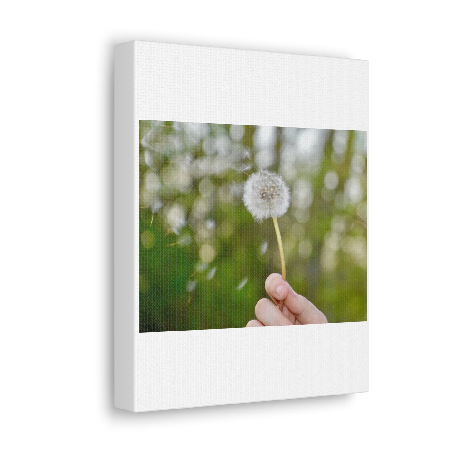 Blowing Dandelion Canvas Gallery Wraps