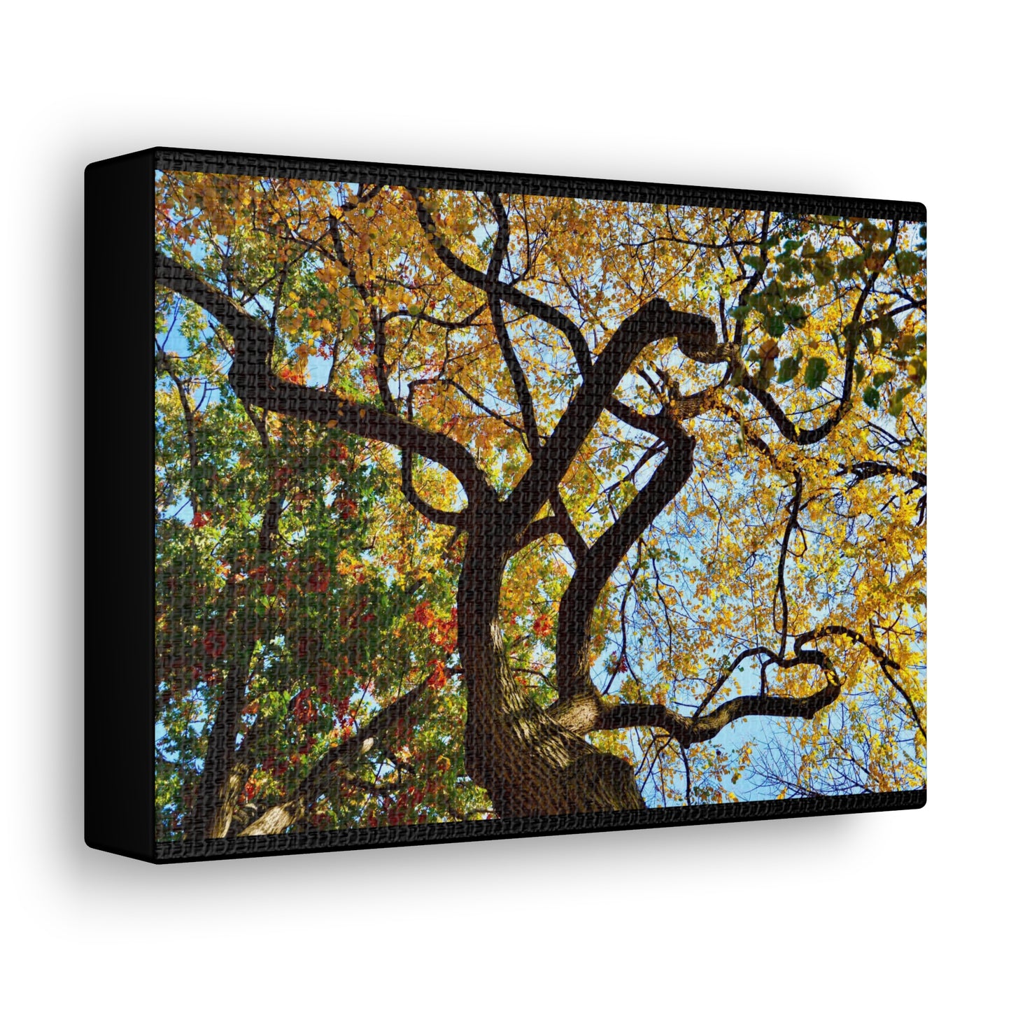 Fall Leaves Black Canvas Gallery Wraps