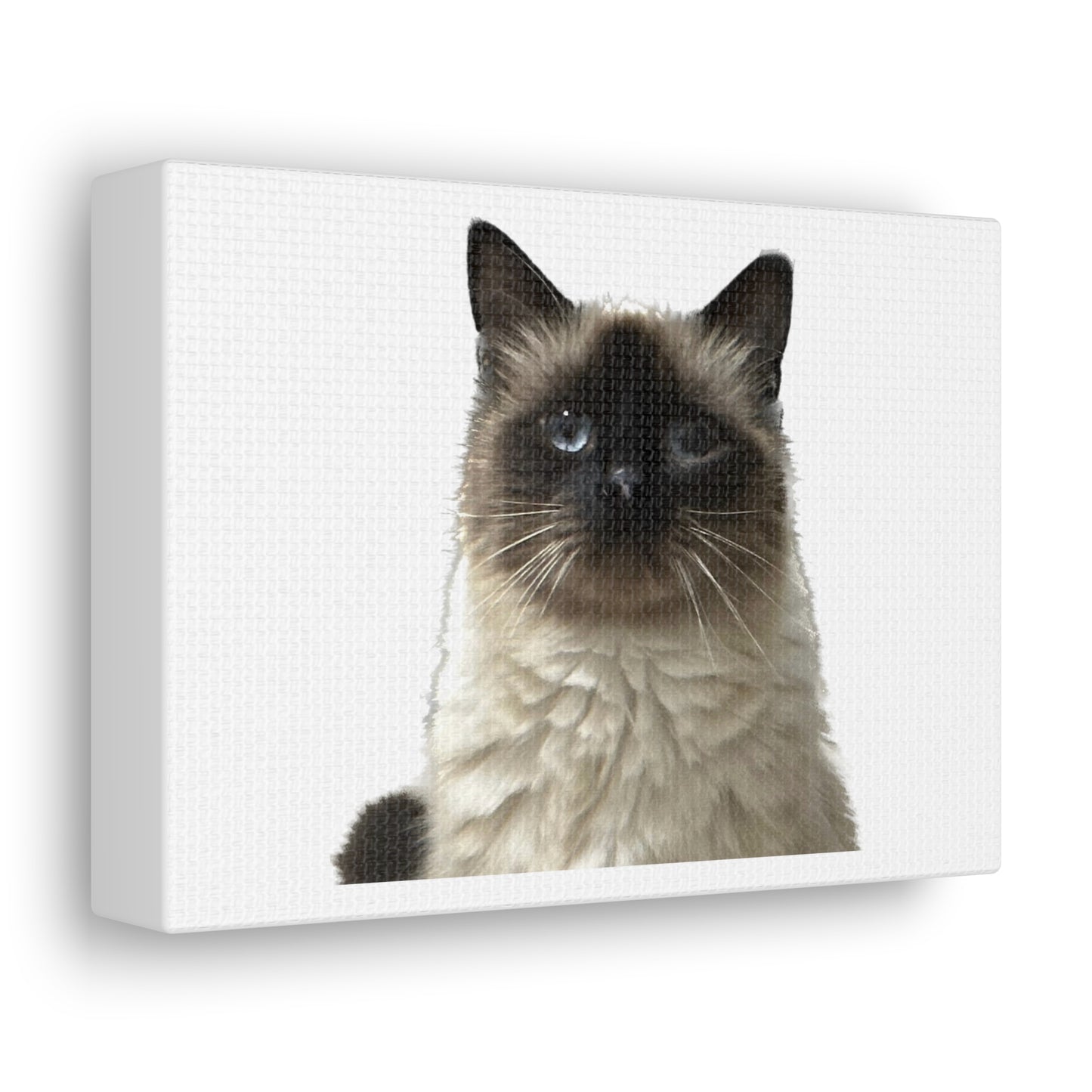 Cat White Canvas Gallery Wraps