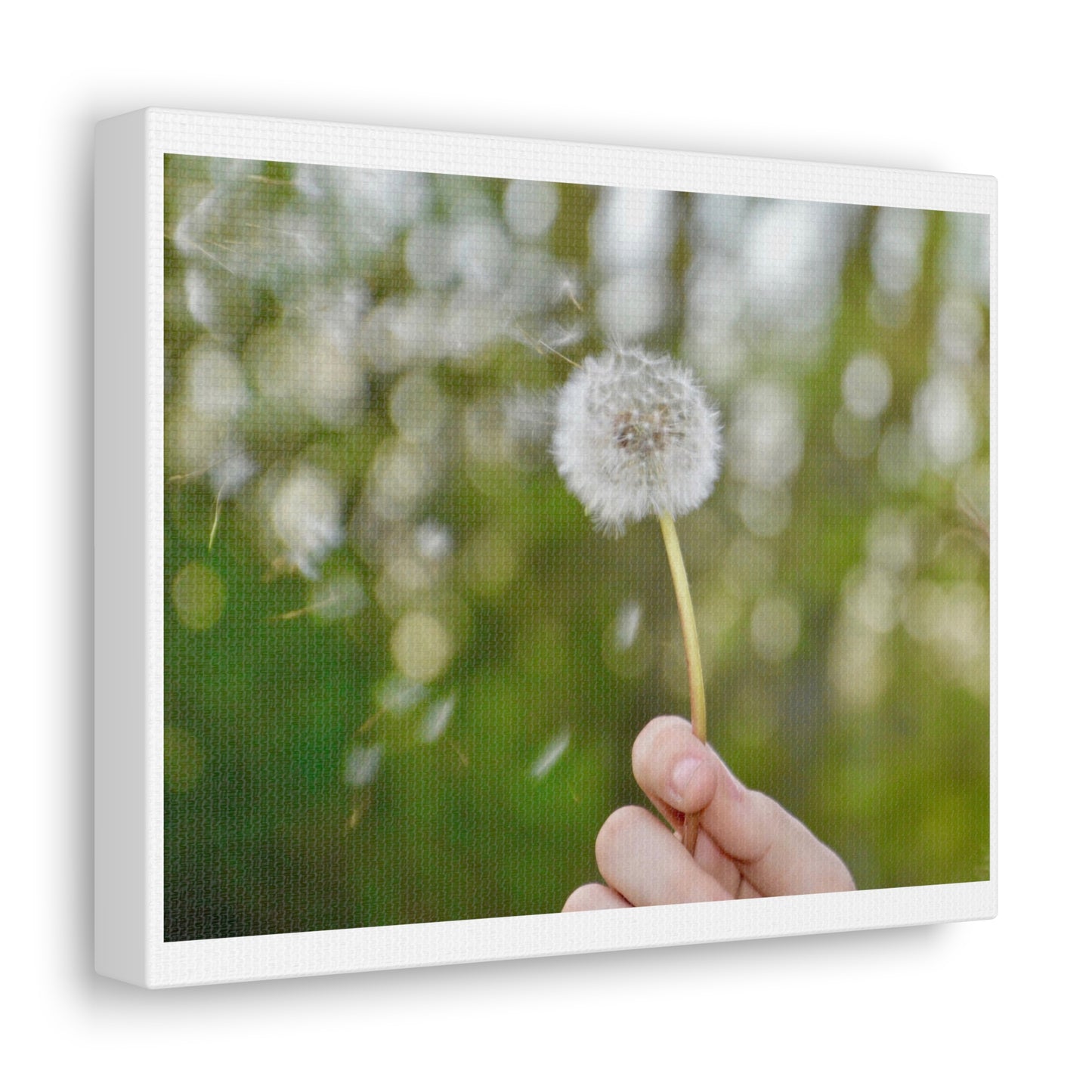 Blowing Dandelion Canvas Gallery Wraps