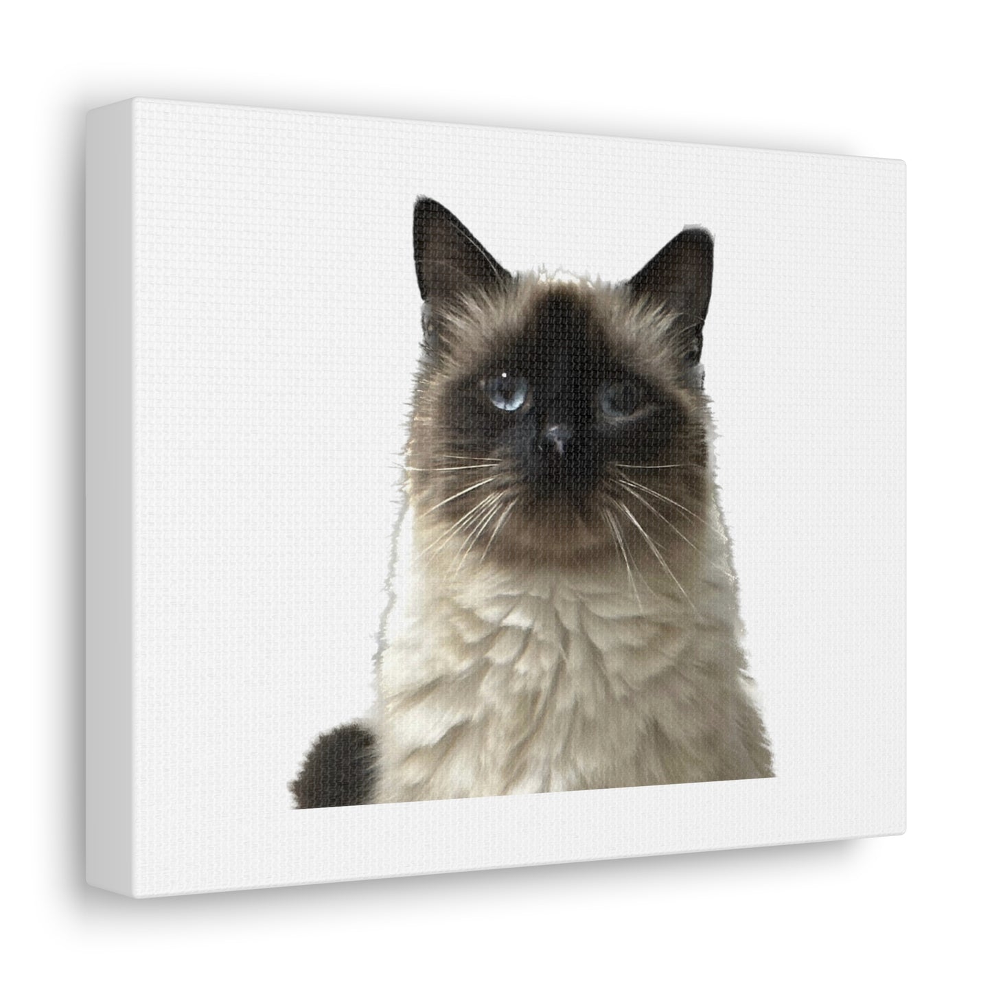 Cat White Canvas Gallery Wraps