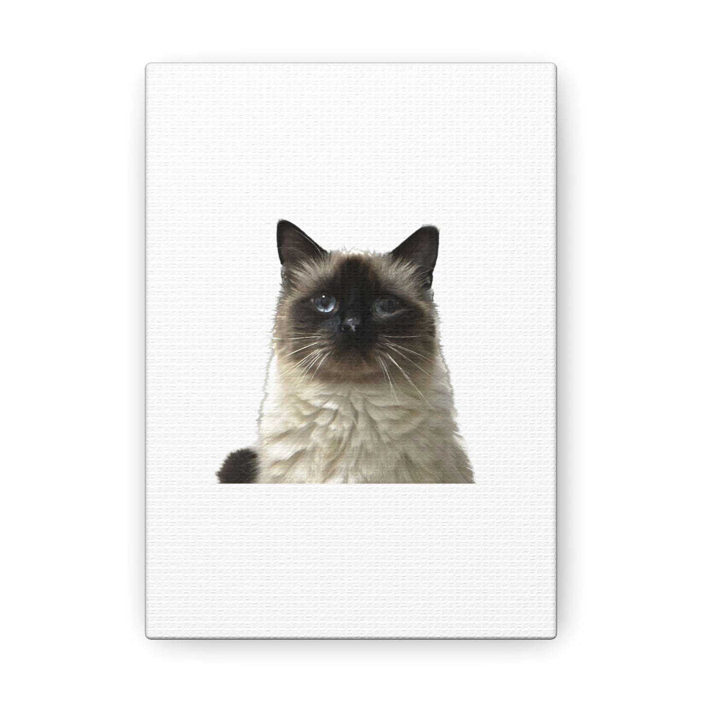 Cat White Canvas Gallery Wraps