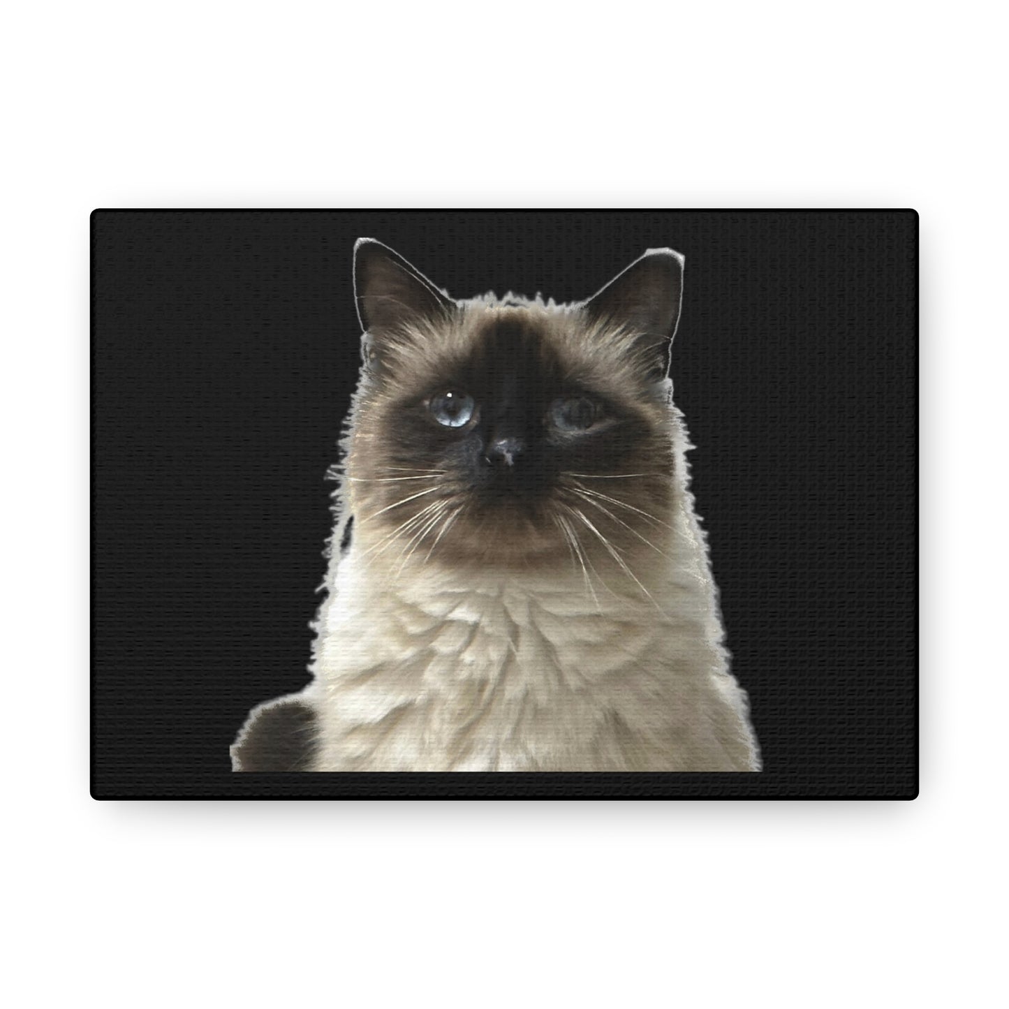 Cat Black Canvas Gallery Wraps