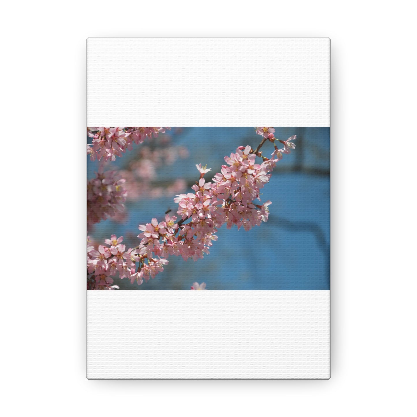 Pink Cherry Blossoms Canvas Gallery Wraps