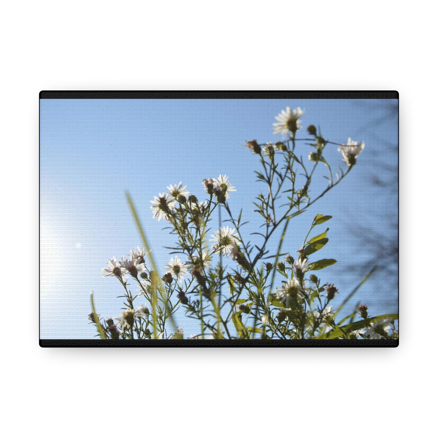 Flowery Black Canvas Gallery Wraps