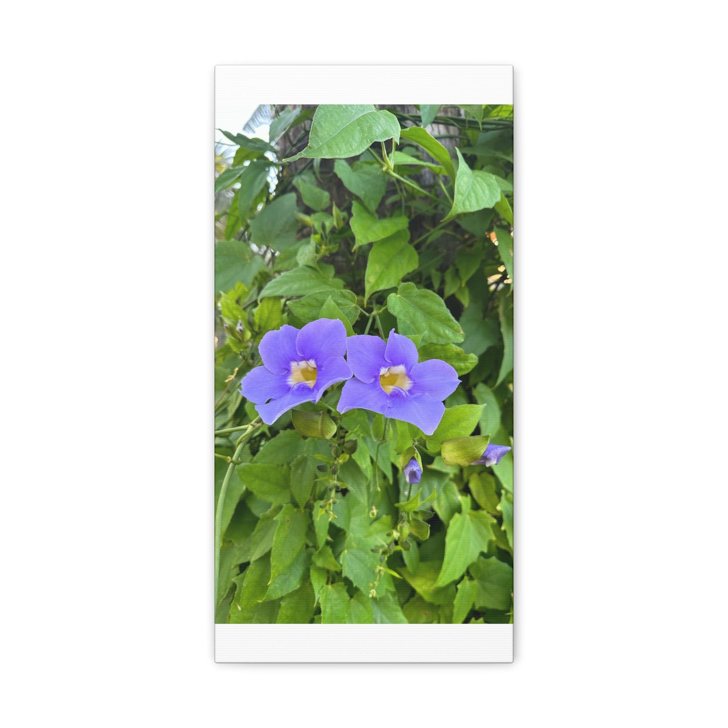 Matiby "Reals" Purple Flower Canvas Gallery Wraps