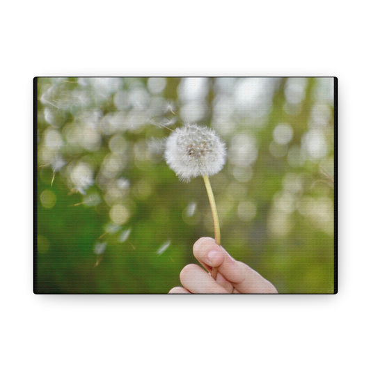 Blowing Dandelion Canvas Gallery Wraps