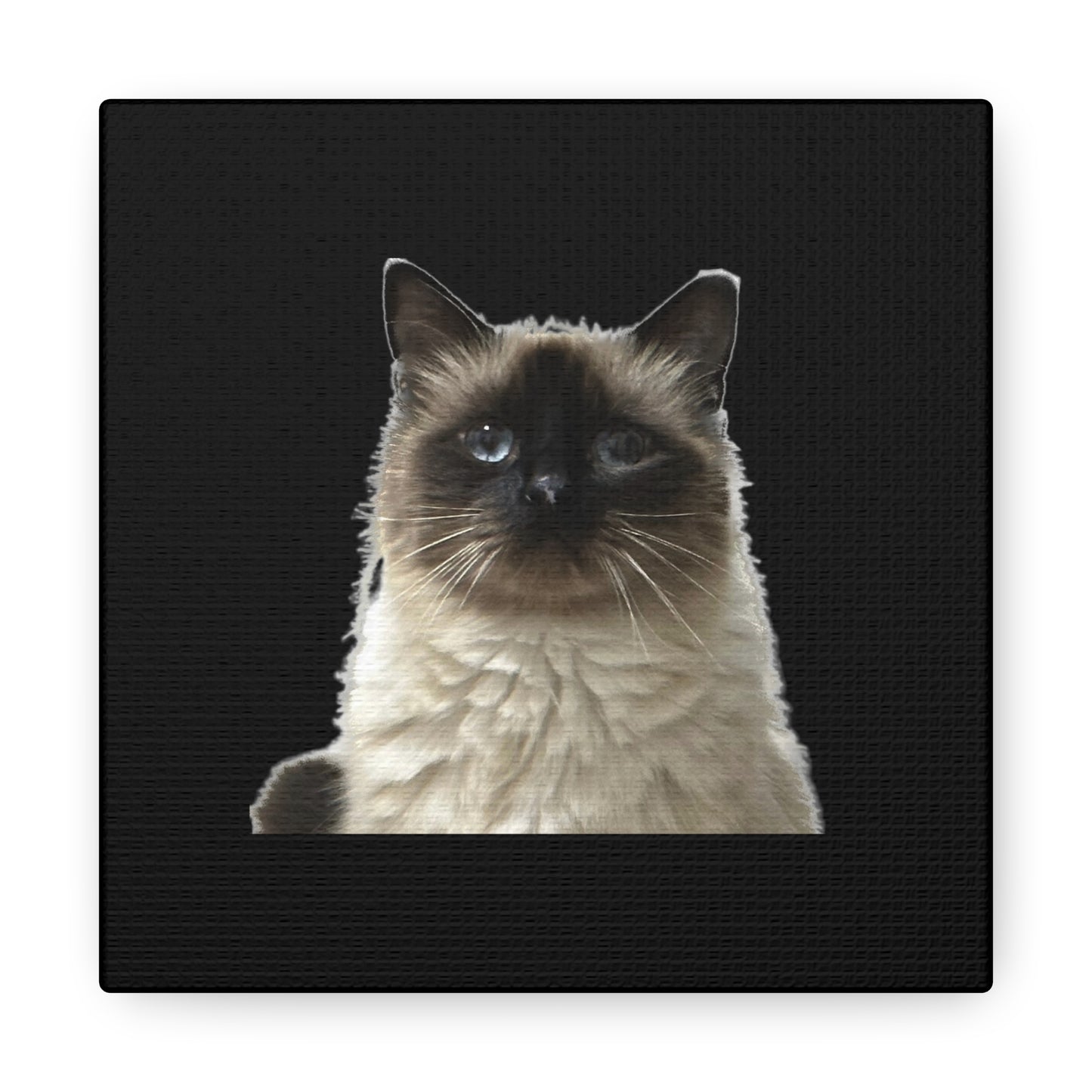 Cat Black Canvas Gallery Wraps