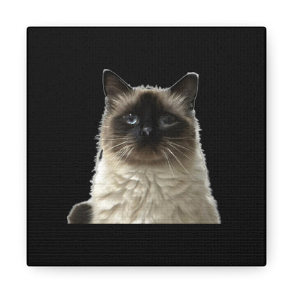 Cat Black Canvas Gallery Wraps