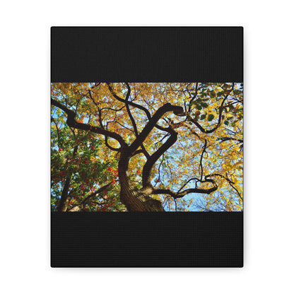 Fall Leaves Black Canvas Gallery Wraps