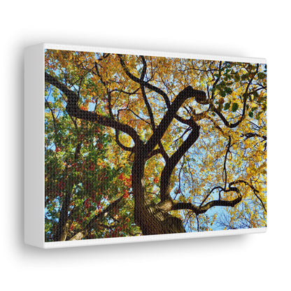 Fall Leaves White Canvas Gallery Wraps