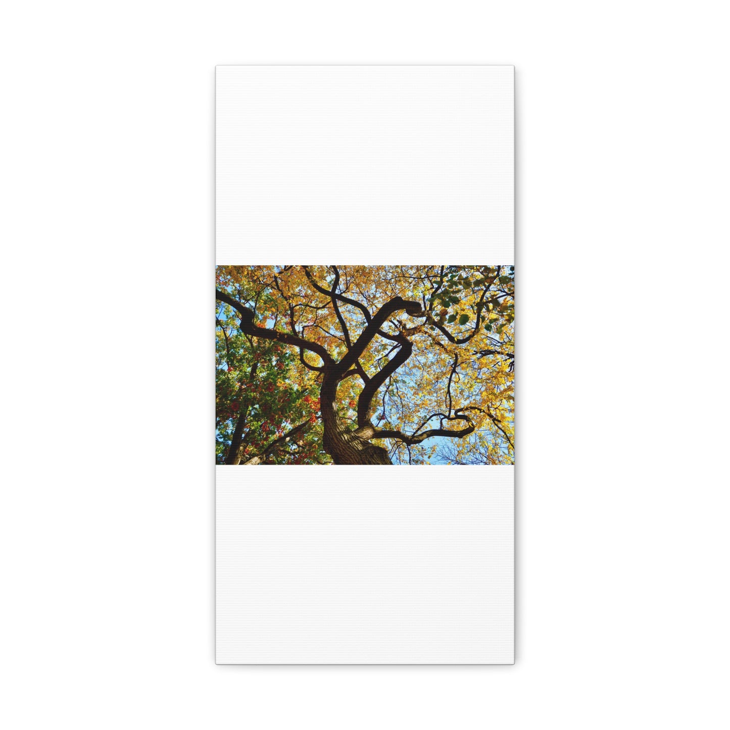 Fall Leaves White Canvas Gallery Wraps