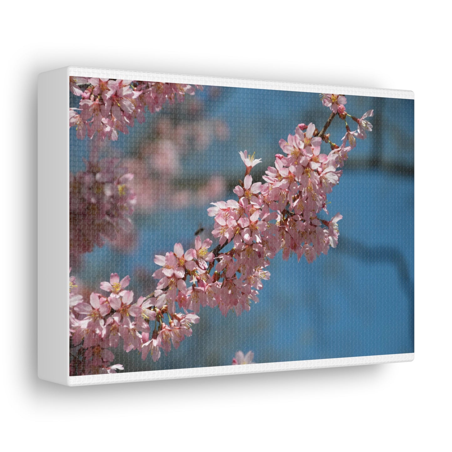 Pink Cherry Blossoms Canvas Gallery Wraps