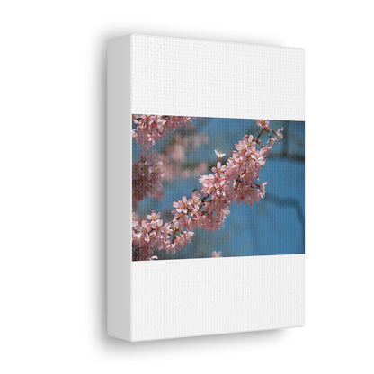 Pink Cherry Blossoms Canvas Gallery Wraps