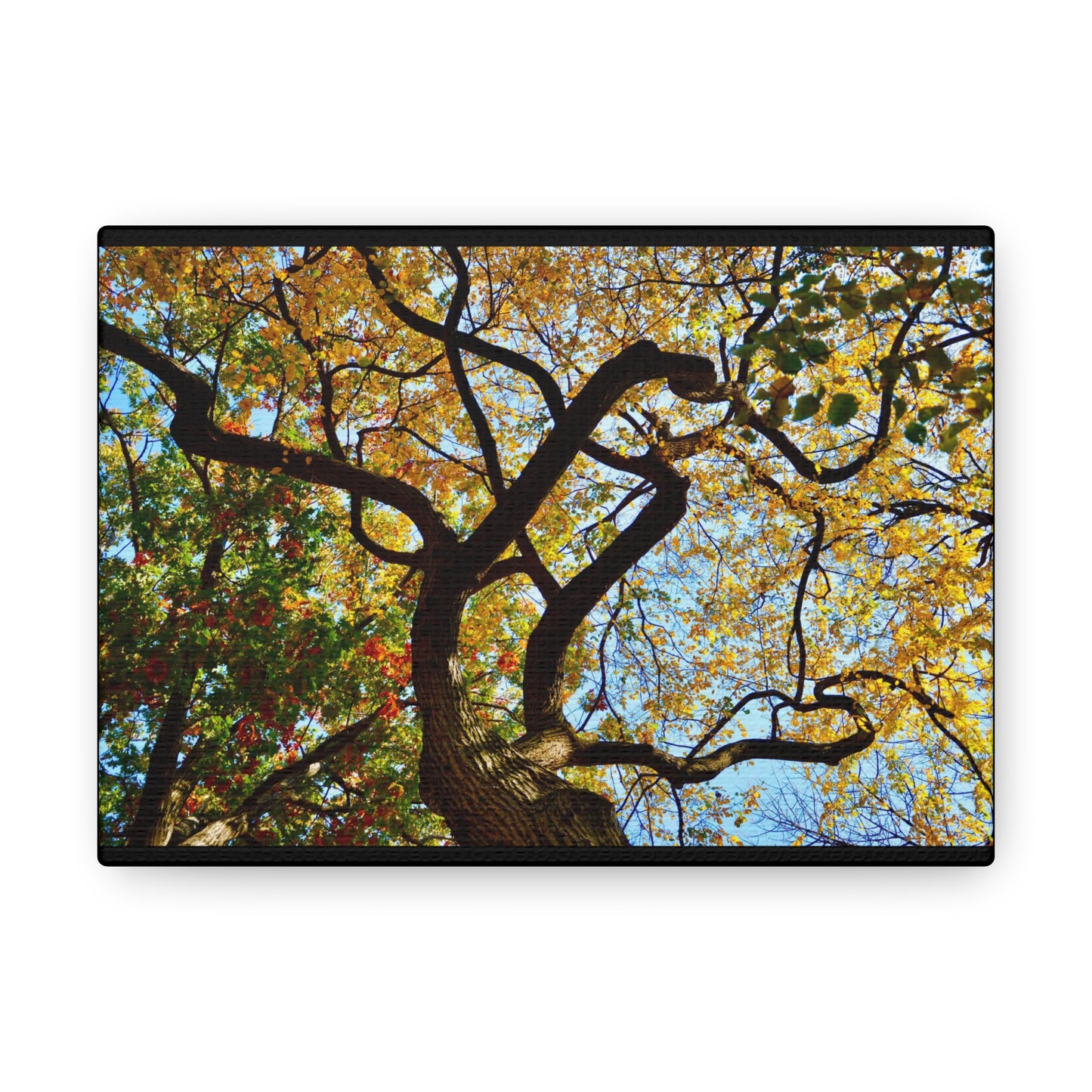 Fall Leaves Black Canvas Gallery Wraps