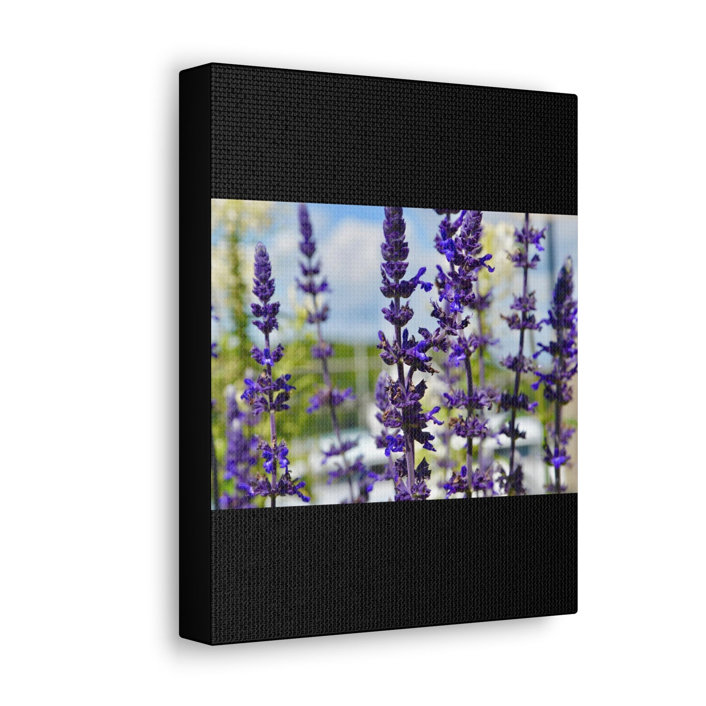 Lavenders Black Canvas Gallery Wraps