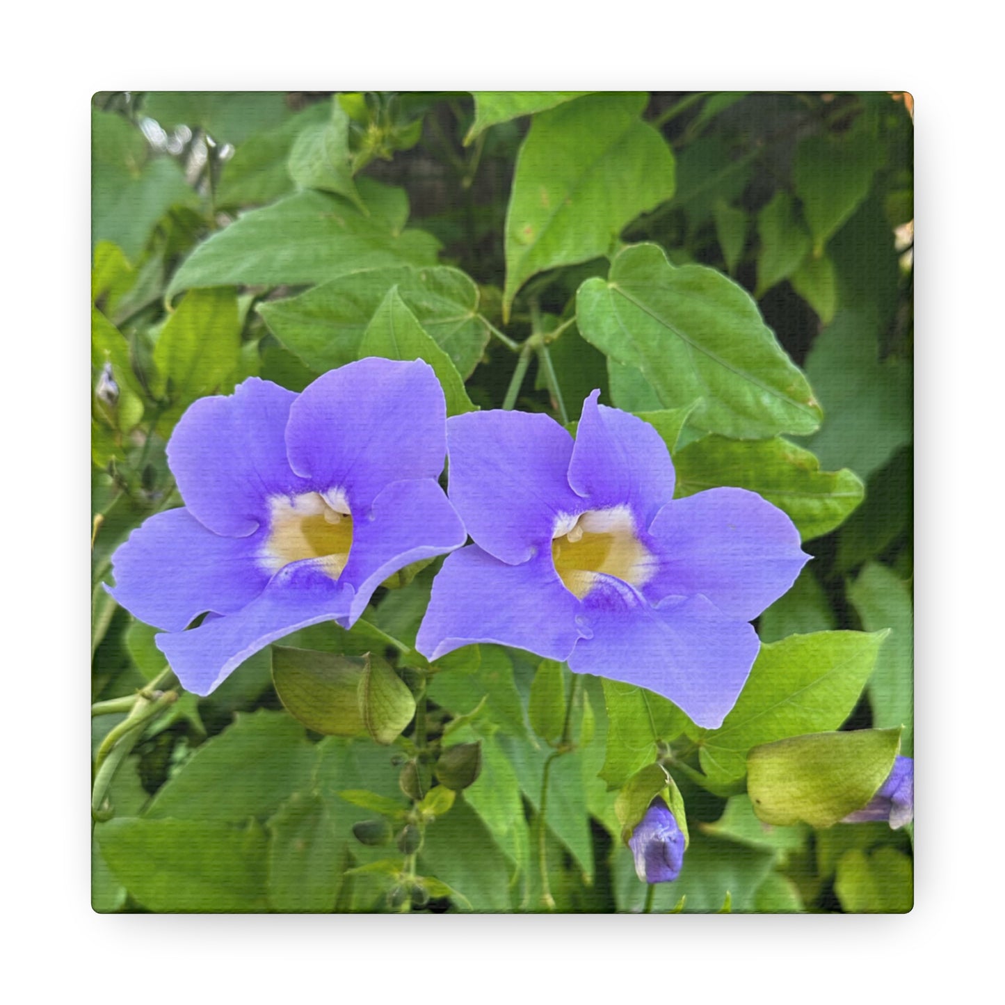 Matiby "Reals" Purple Flower Canvas Gallery Wraps