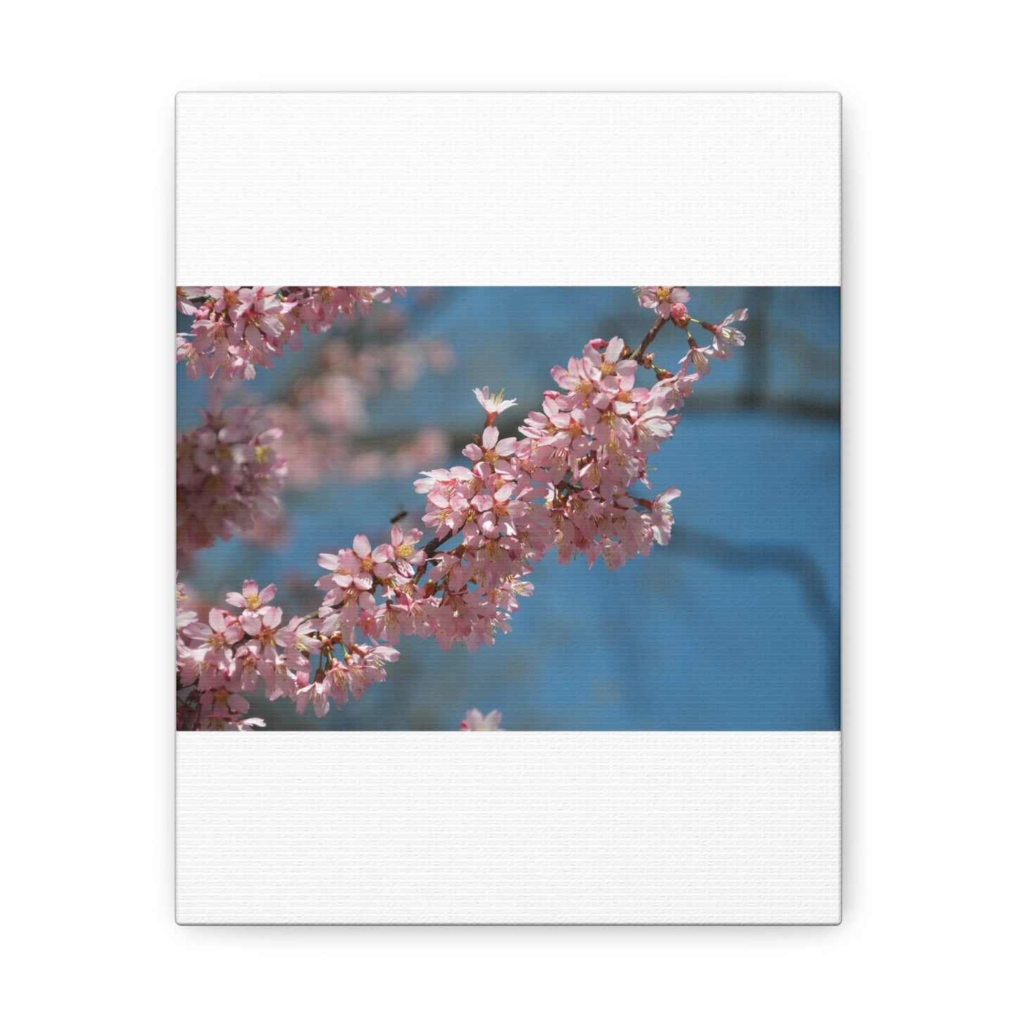 Pink Cherry Blossoms Canvas Gallery Wraps