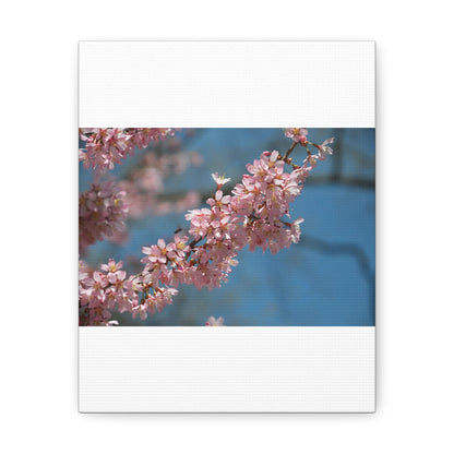 Pink Cherry Blossoms Canvas Gallery Wraps