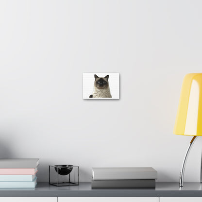 Cat White Canvas Gallery Wraps