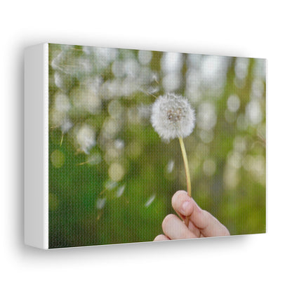 Blowing Dandelion Canvas Gallery Wraps