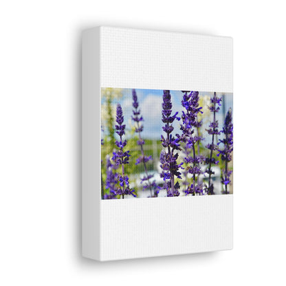 Lavenders White Canvas Gallery Wraps