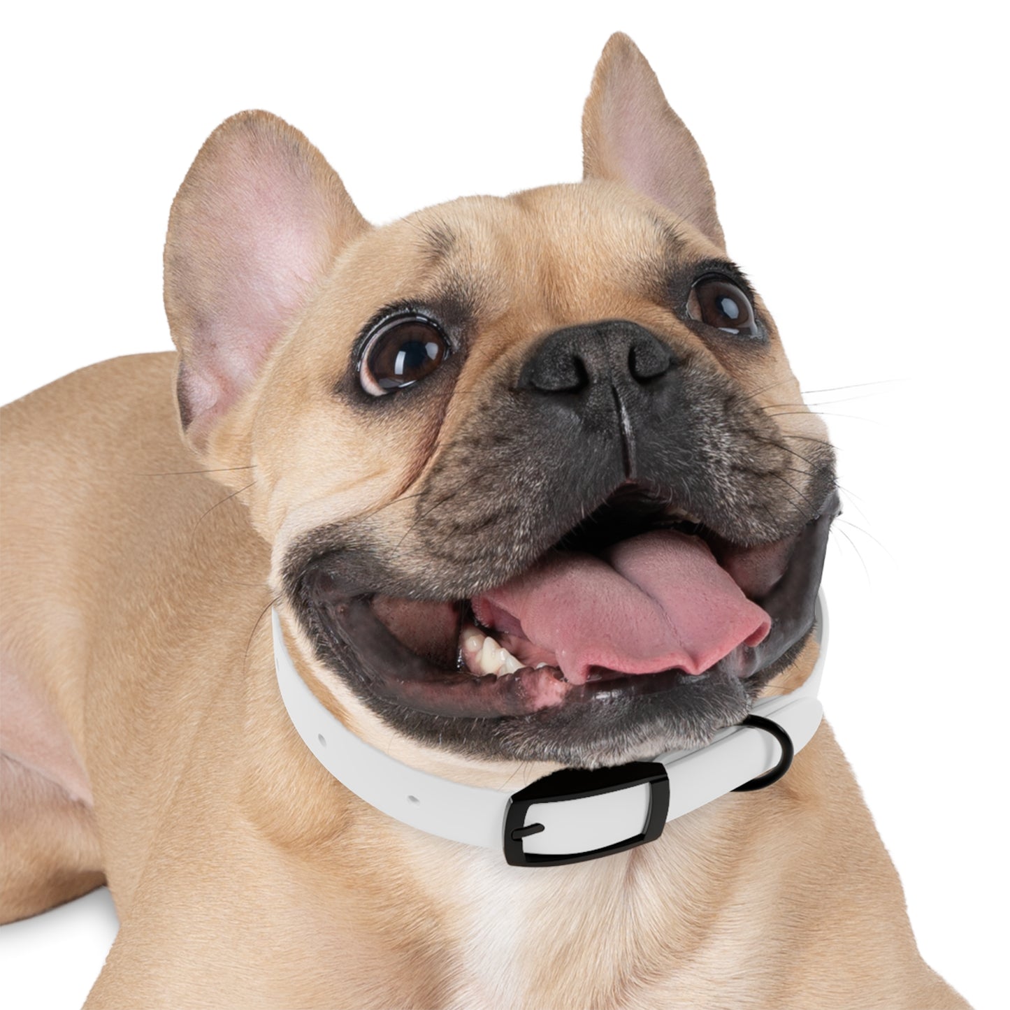 Matiby Dog Collar