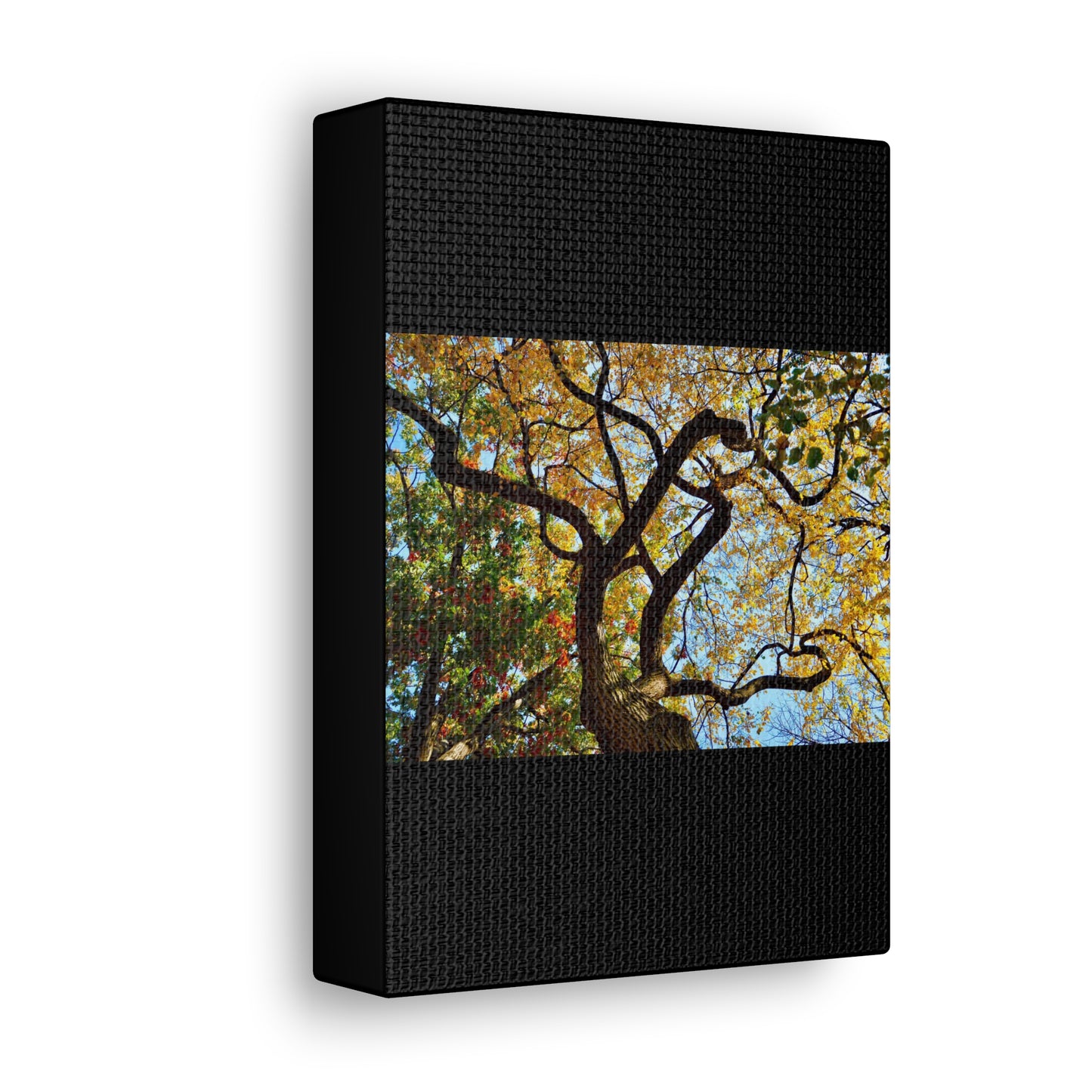 Fall Leaves Black Canvas Gallery Wraps