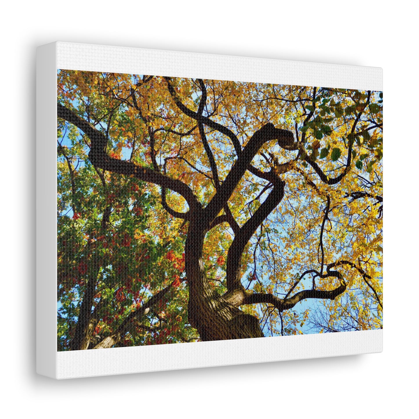 Fall Leaves White Canvas Gallery Wraps