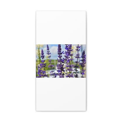 Lavenders White Canvas Gallery Wraps