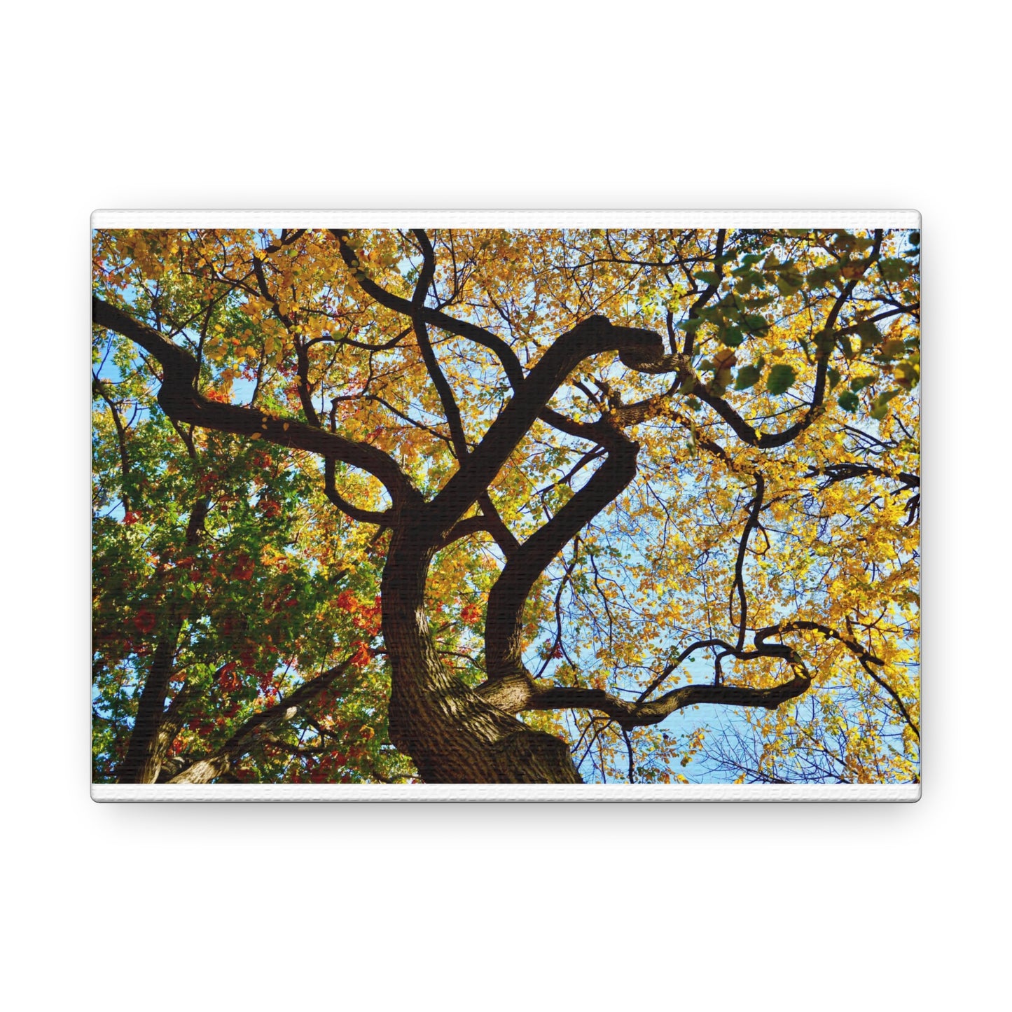 Fall Leaves White Canvas Gallery Wraps