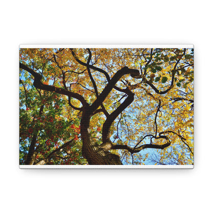 Fall Leaves White Canvas Gallery Wraps