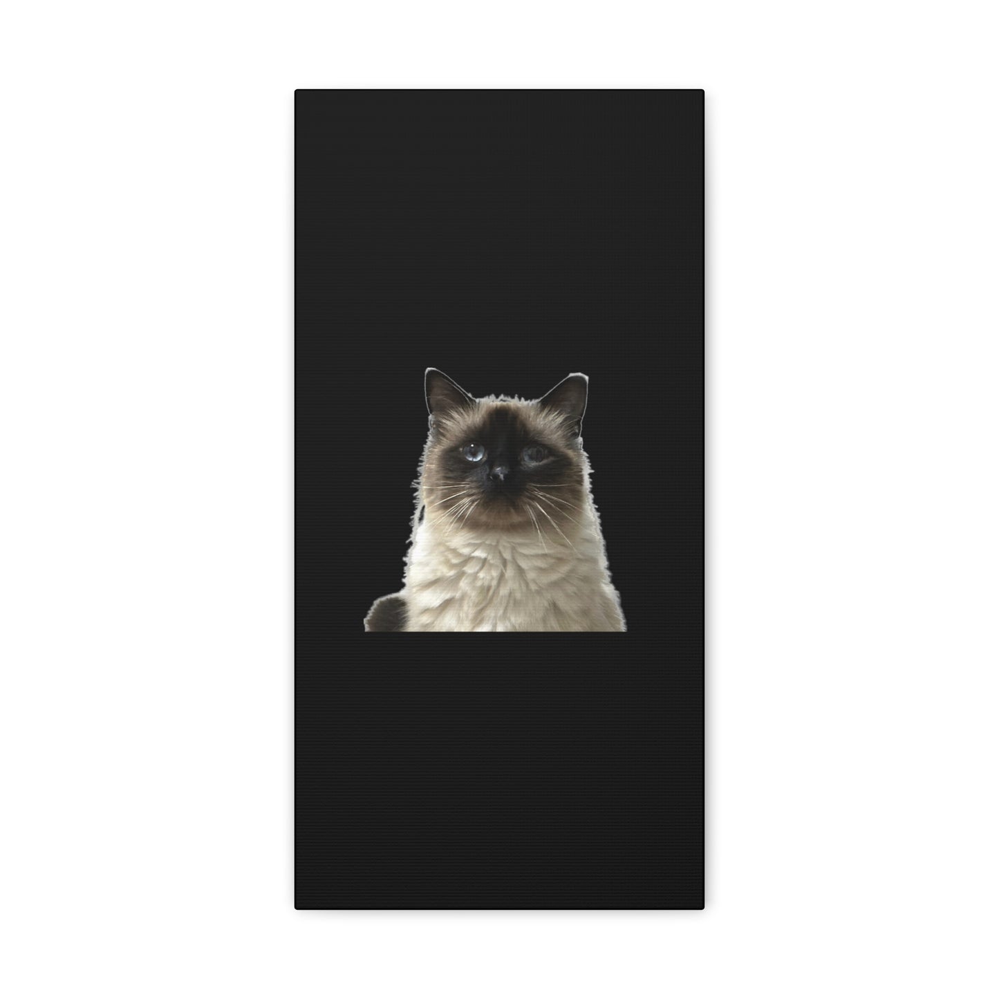 Cat Black Canvas Gallery Wraps