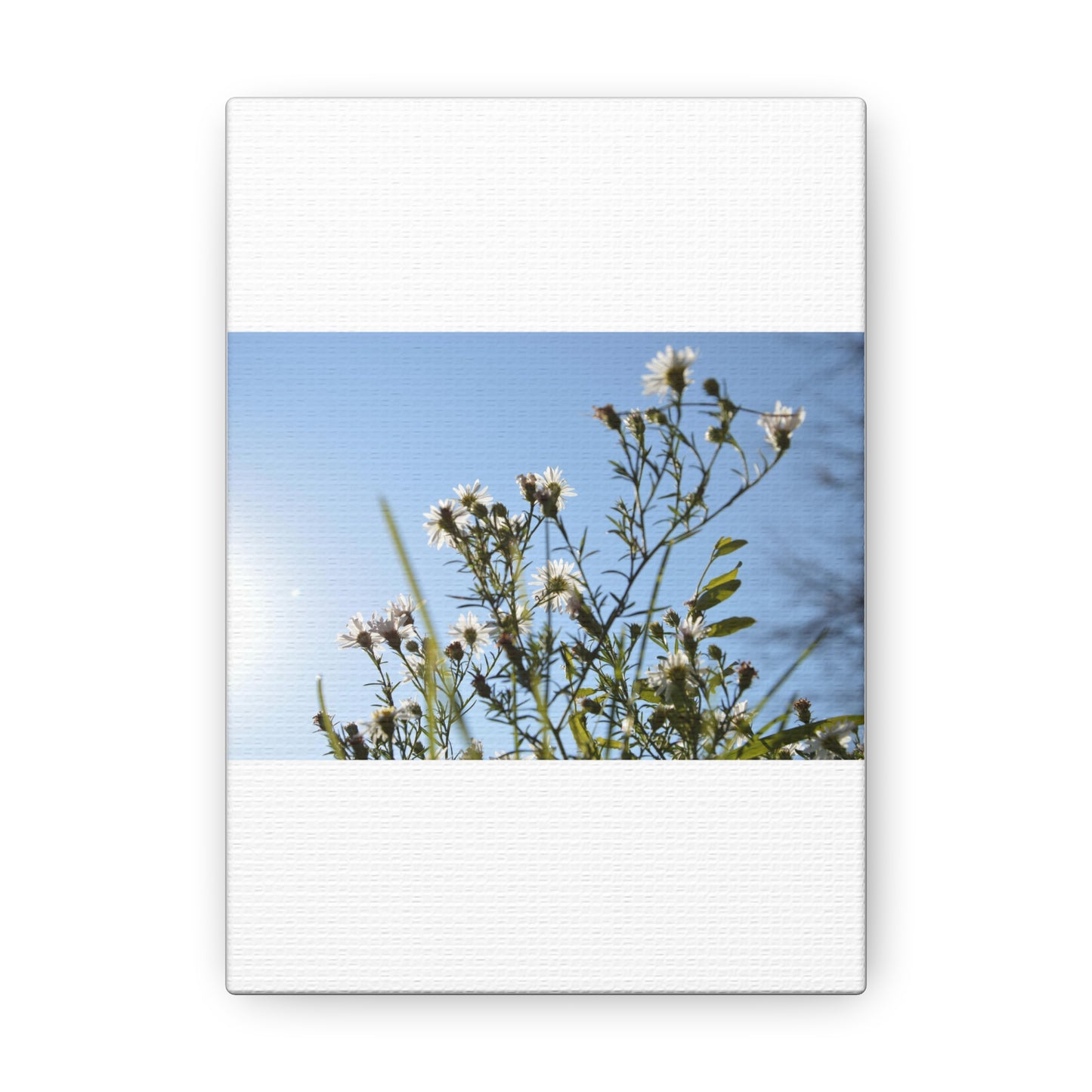 Flowery White Canvas Gallery Wraps