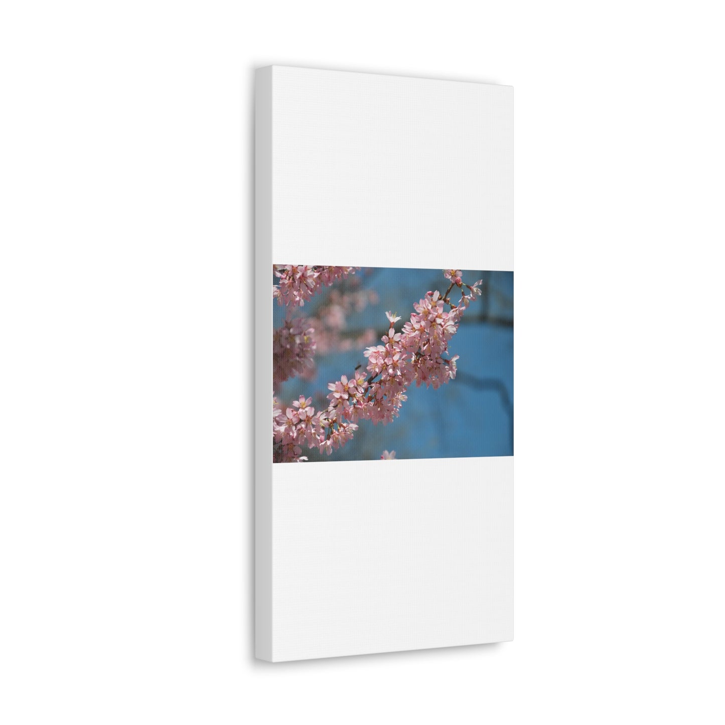 Pink Cherry Blossoms Canvas Gallery Wraps