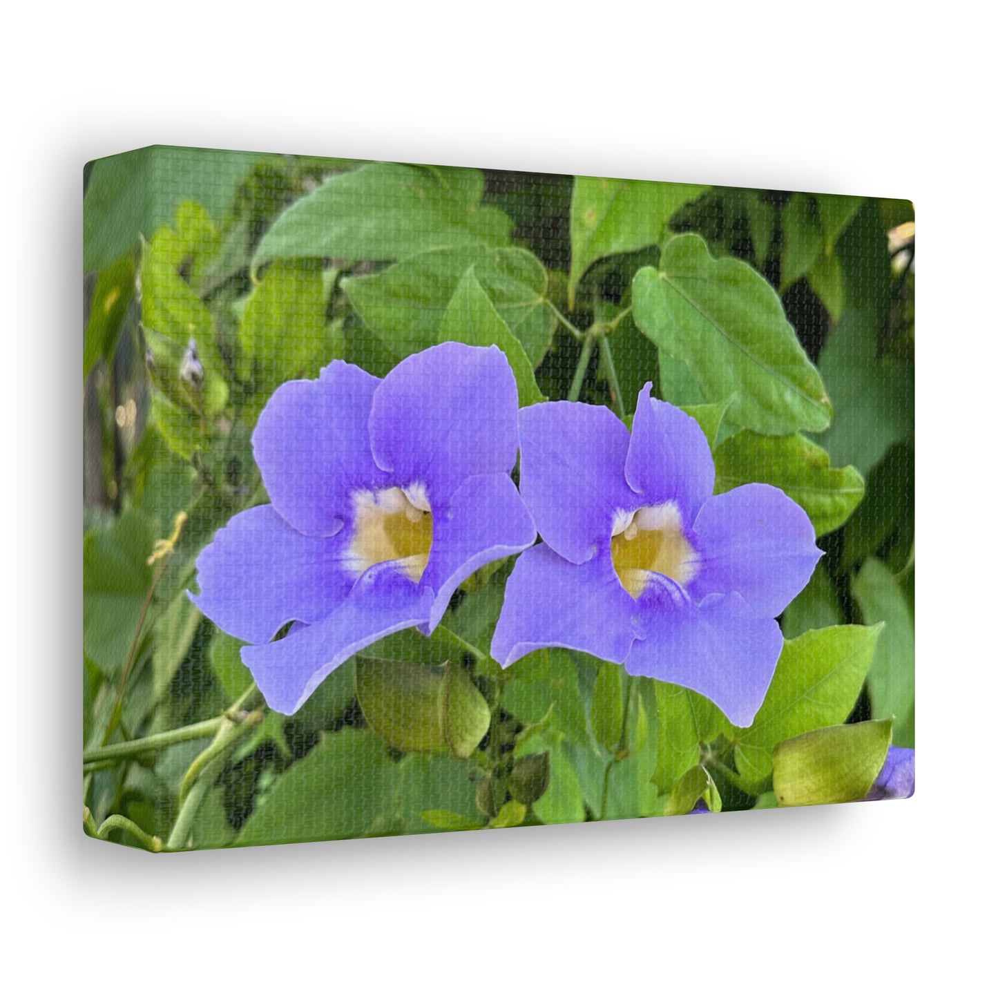 Matiby "Reals" Purple Flower Canvas Gallery Wraps