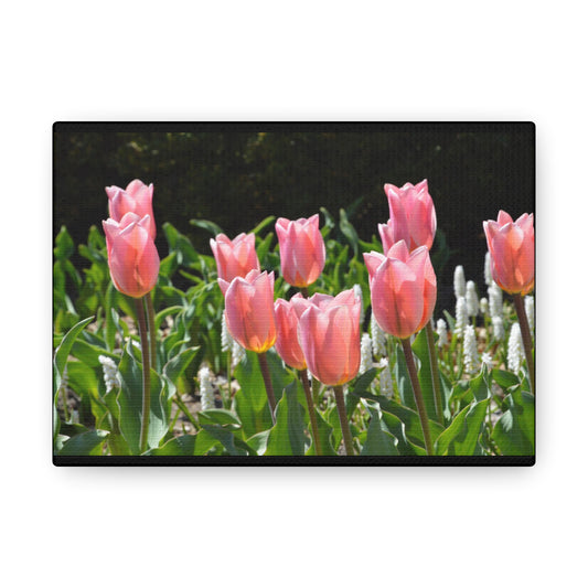 Pink Flowers Black Canvas Gallery Wraps