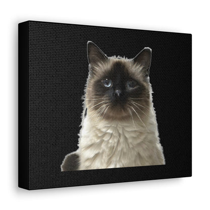 Cat Black Canvas Gallery Wraps