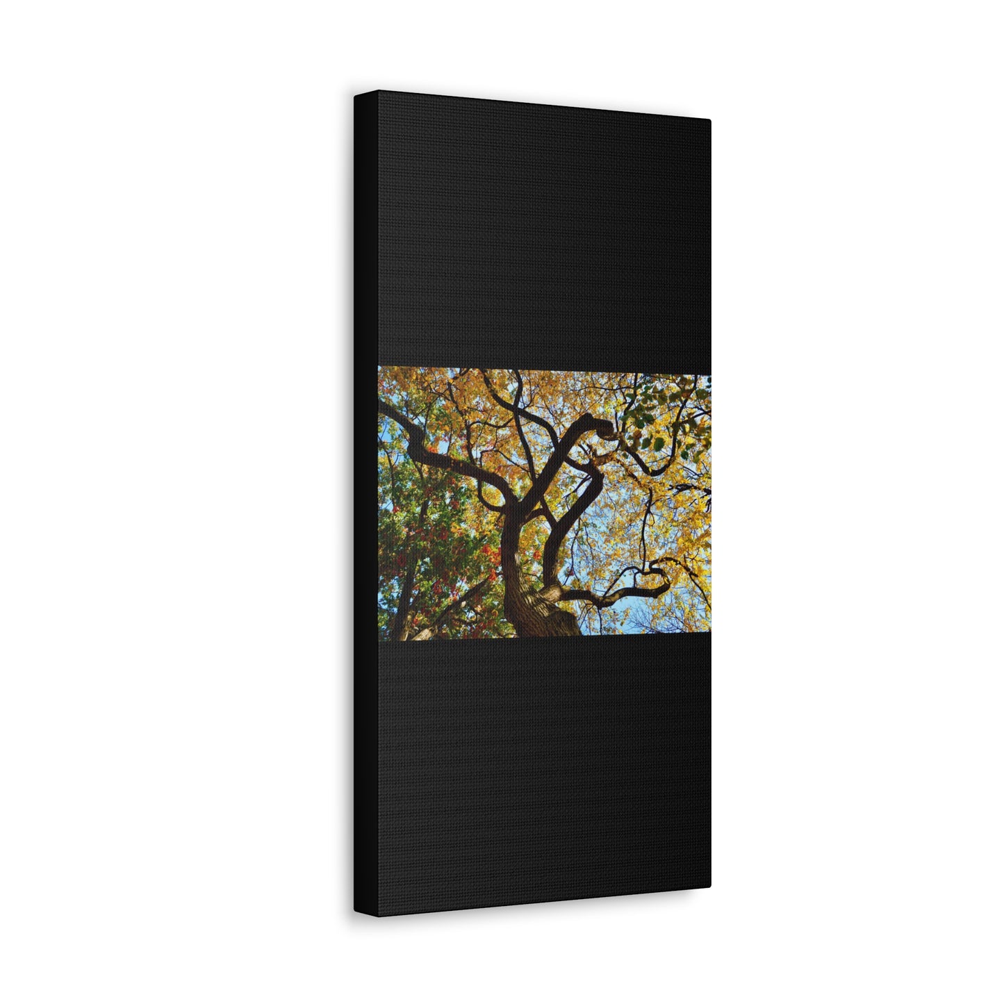 Fall Leaves Black Canvas Gallery Wraps