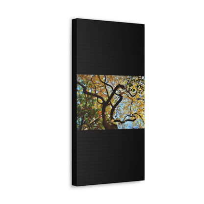 Fall Leaves Black Canvas Gallery Wraps